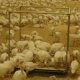 Ver productoBalanza Pesa Aves 